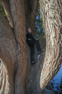 New Image sue in tree