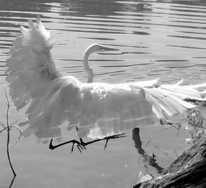 B&W egret (Large)