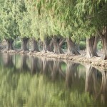 Fairmount Park Riverside CA designed by the Olmstead Bros. Their father designed Central Park