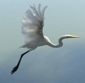 heron in flight (Large)